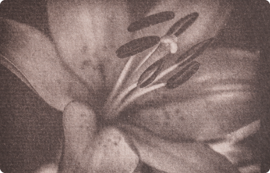 Cianotipia
